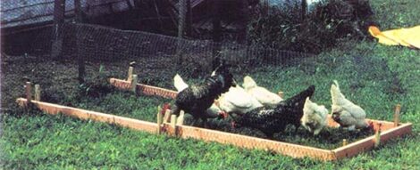 Run, Chicken, Run: Building a Chicken Run Image